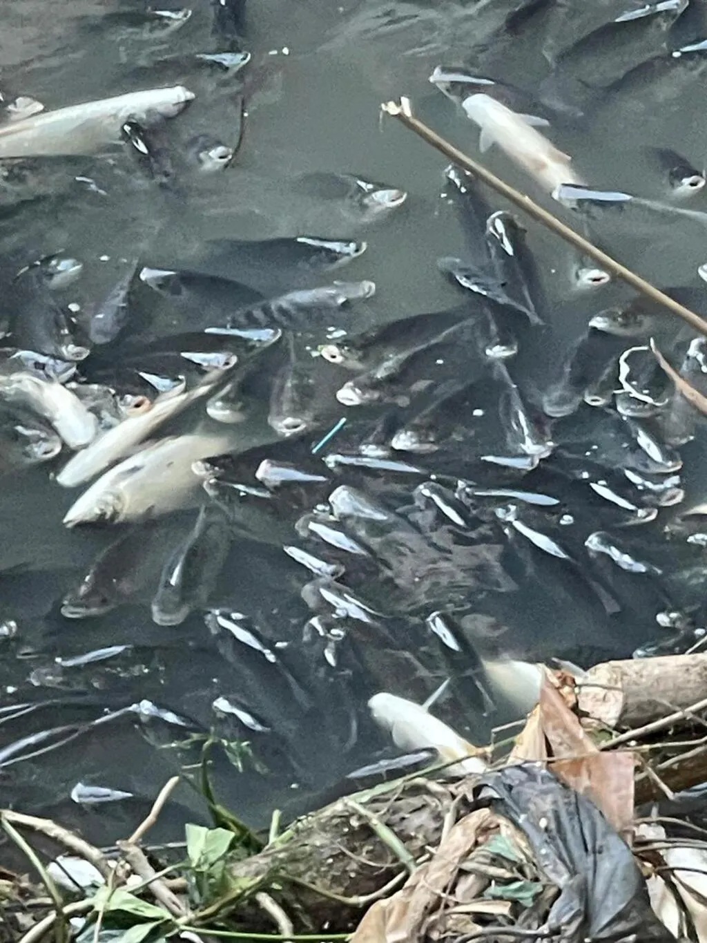 Peixes aparecem mortos no Rio Tietê; Cetesb fala sobre lodo
