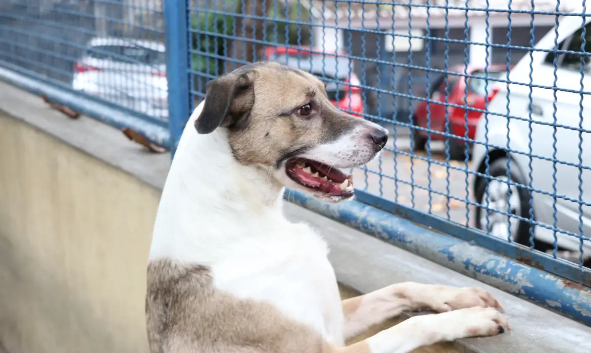 Salto terá crematório para pets