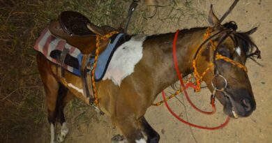 Cavalo sob maus-tratos é resgatado em Indaiatuba