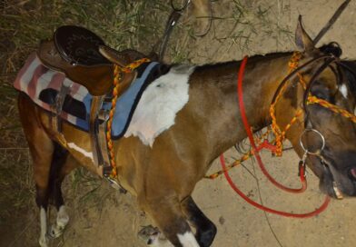 Cavalo sob maus-tratos é resgatado em Indaiatuba