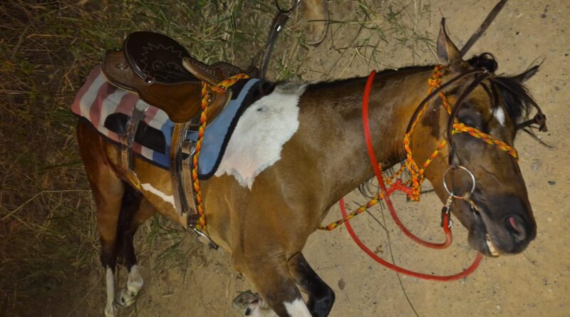 Cavalo sob maus-tratos é resgatado em Indaiatuba