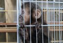 Macaco-prego e outros animais são apreendidos em Indaiatuba