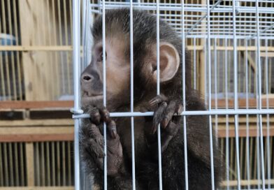 Macaco-prego e outros animais são apreendidos em Indaiatuba