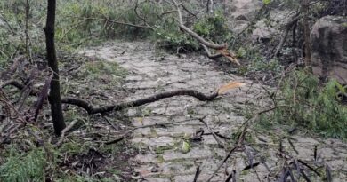 Chuvas fortes causam quedas de árvores e fecham Parque de Lavras em Salto