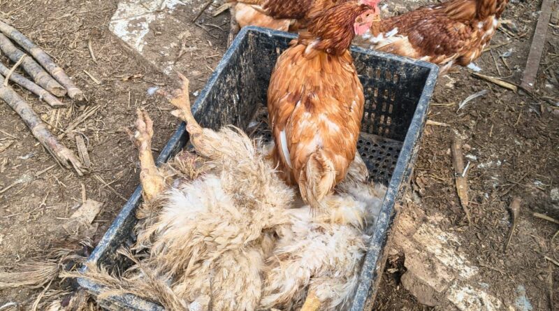 Polícia Civil resgata animais em situação de maus-tratos em Salto
