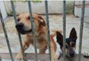 Salto cria política pública de bem-estar animal