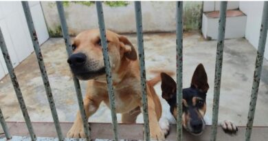 Salto cria política pública de bem-estar animal