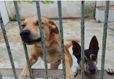 Salto cria política pública de bem-estar animal