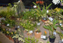 Exposição de Orquídeas será realizada de 14 a 16 de agosto