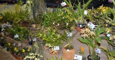 Exposição de Orquídeas será realizada de 14 a 16 de agosto