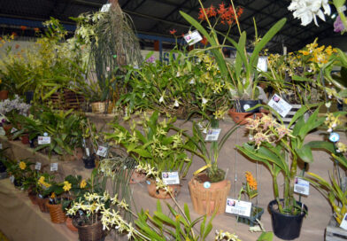 Exposição de Orquídeas será realizada de 14 a 16 de agosto