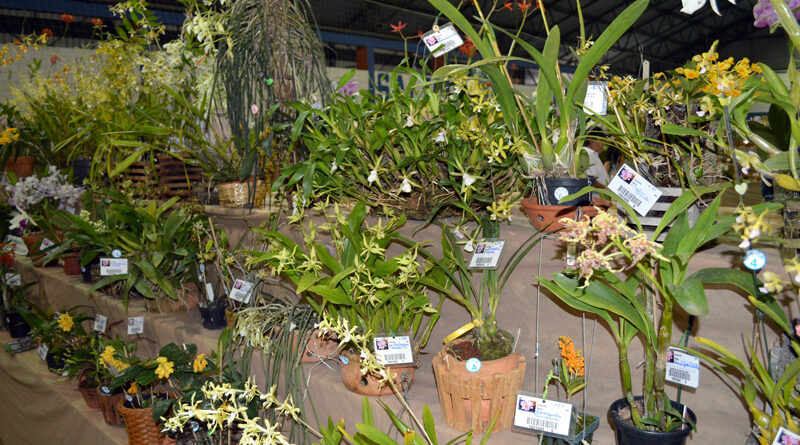 Exposição de Orquídeas será realizada de 14 a 16 de agosto